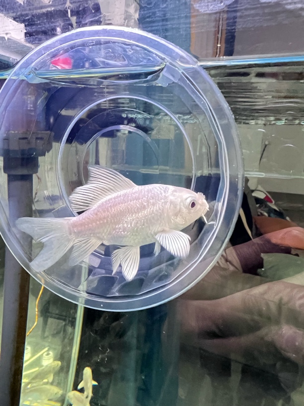 观赏鱼蝴蝶鲤，大缸小缸都可以养普身蝴蝶鲤