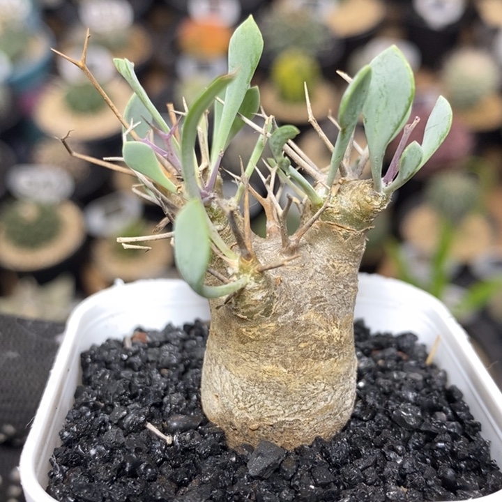 实生黑鬼殿厚敦菊71号2cm