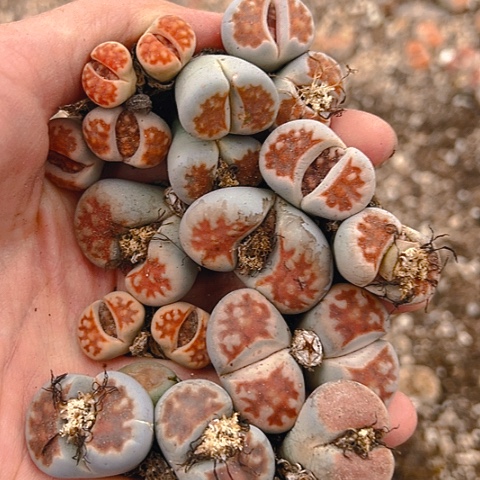 【闪购商品】25204