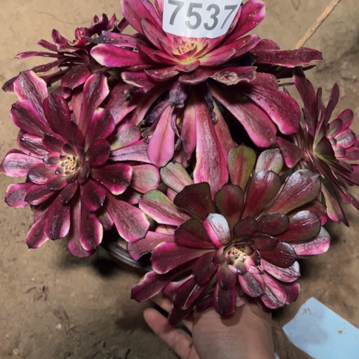 7537美姬有干巴多肉植物