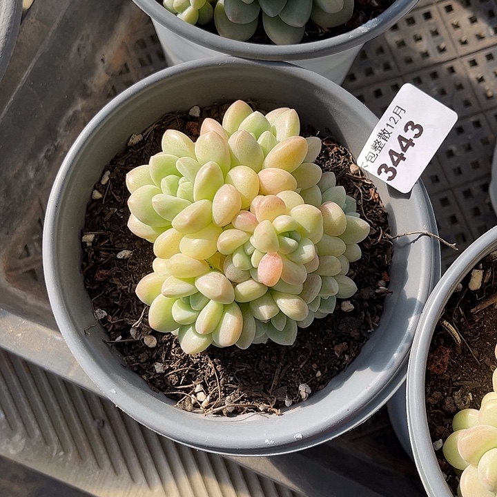 阿雅园艺。        3443泡泡糖