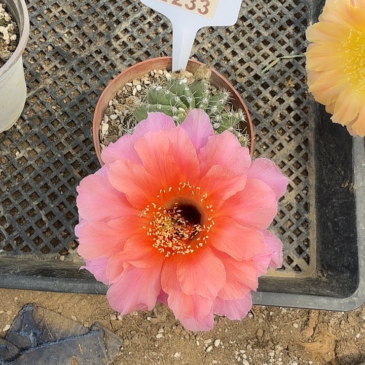 丑球特价红袖福利E233