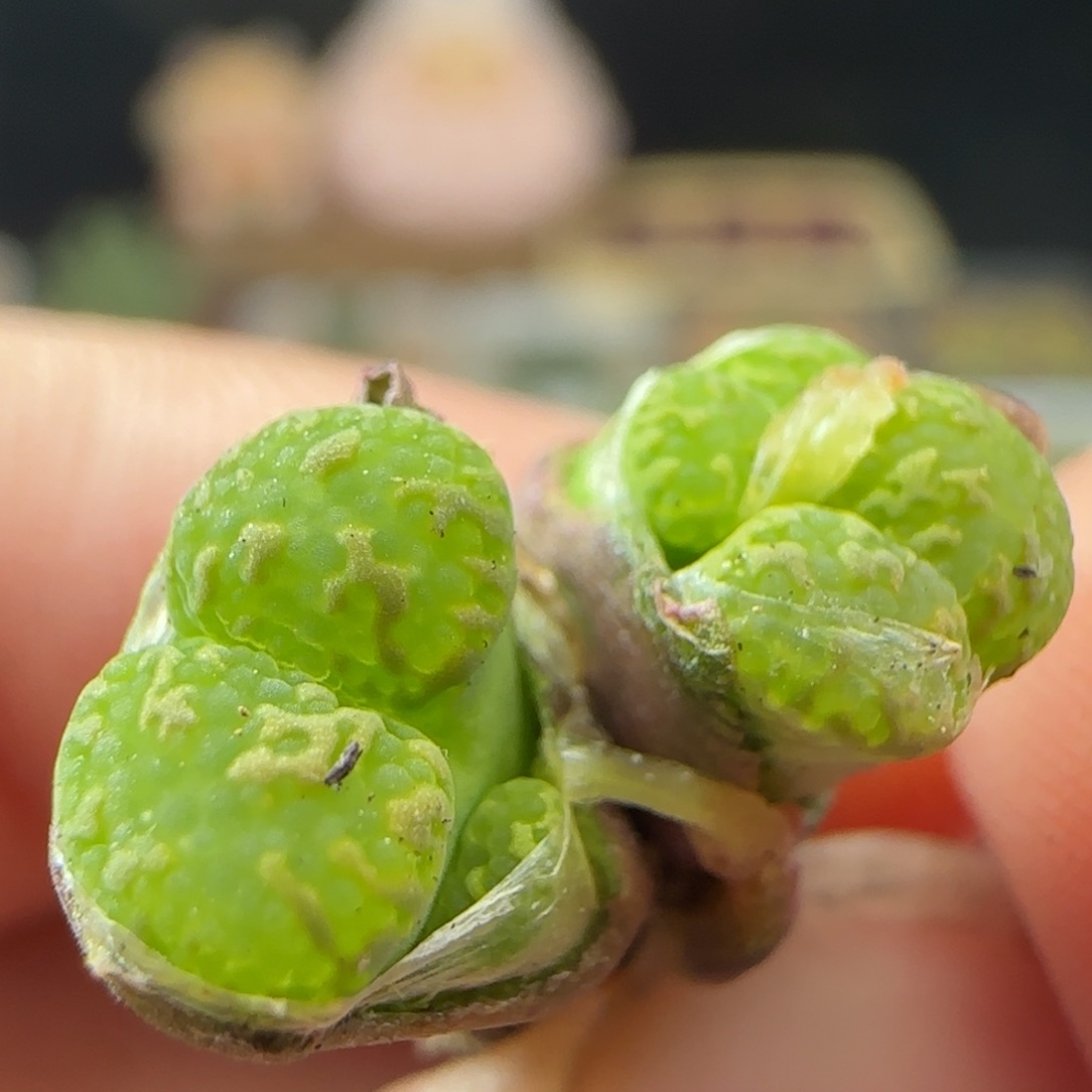 2.7.21/鸟哈尼勋章/多肉植物