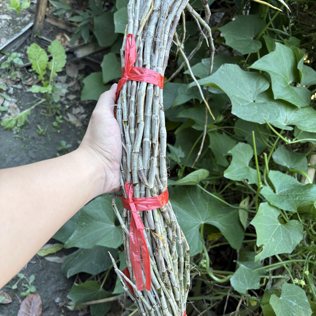 【彭彭先収山货】-正-宗-鲜-石-斛-条--滋补营养品