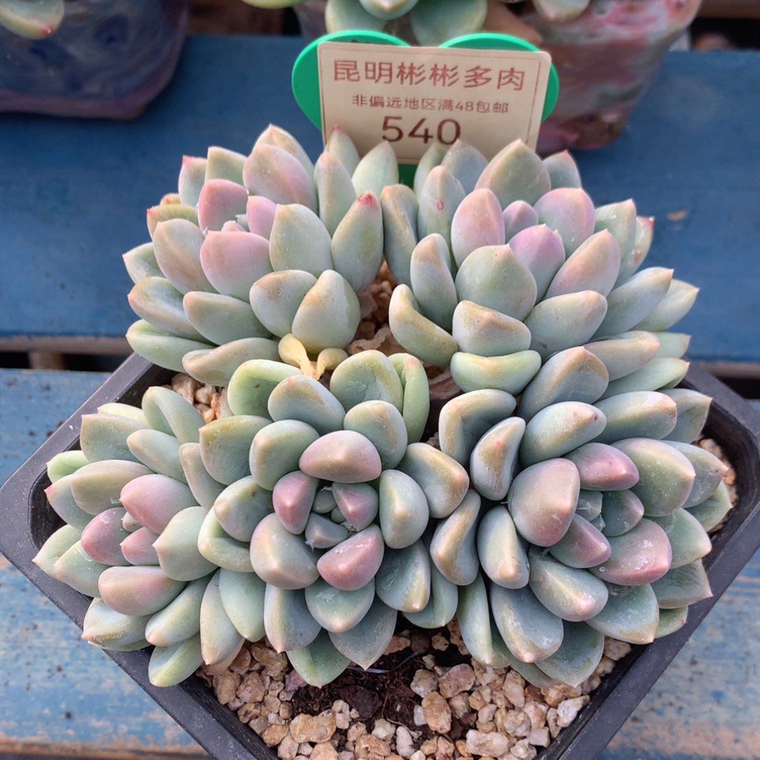 宽叶奶糖无砍平头540