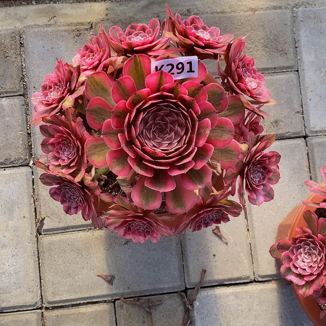 291白月光55555555555