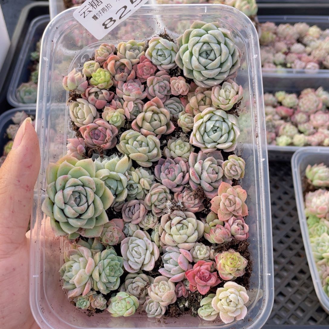 云糖心多肉植物825