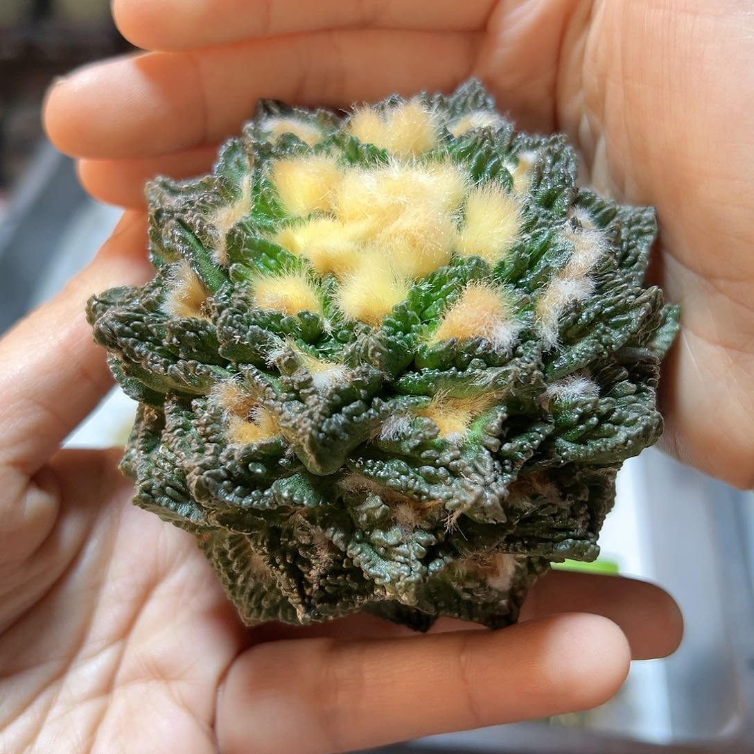 15号苗接无根辛盾哥8.8公分