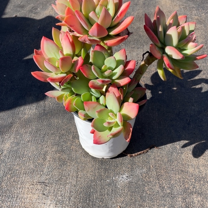 几***光芒果美人多肉一物一拍