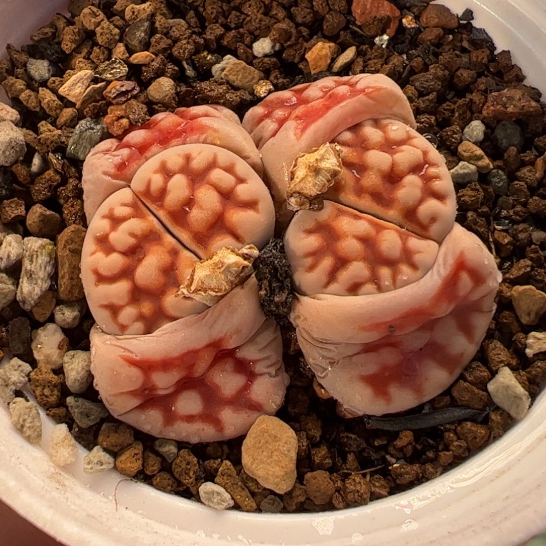 014多肉植物百科