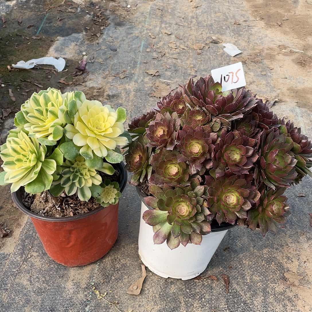 1075法师植物组合
