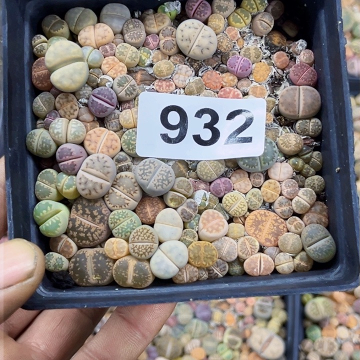 932 生石花一物一图如图