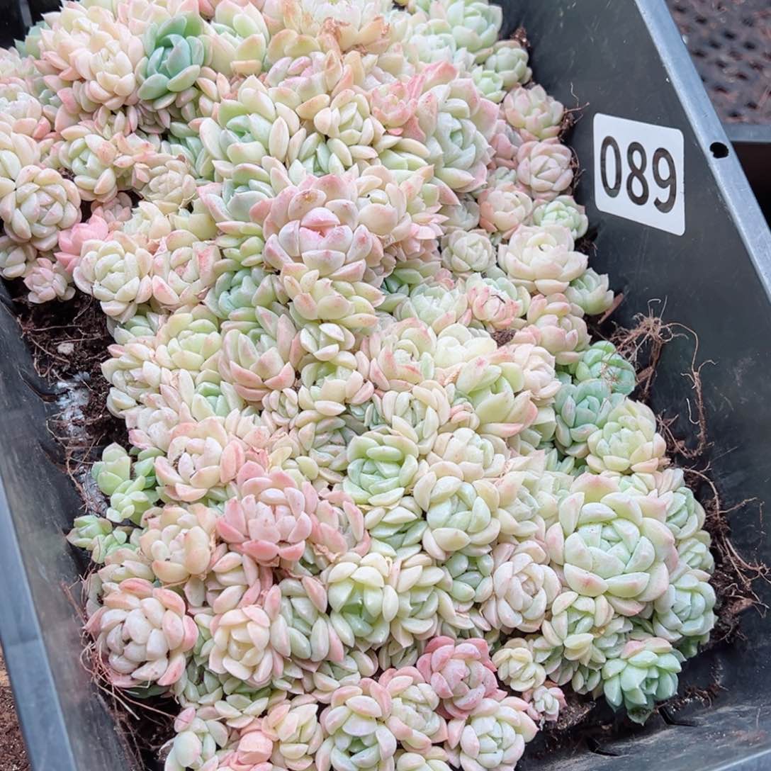 梅多肉植物多肉植物