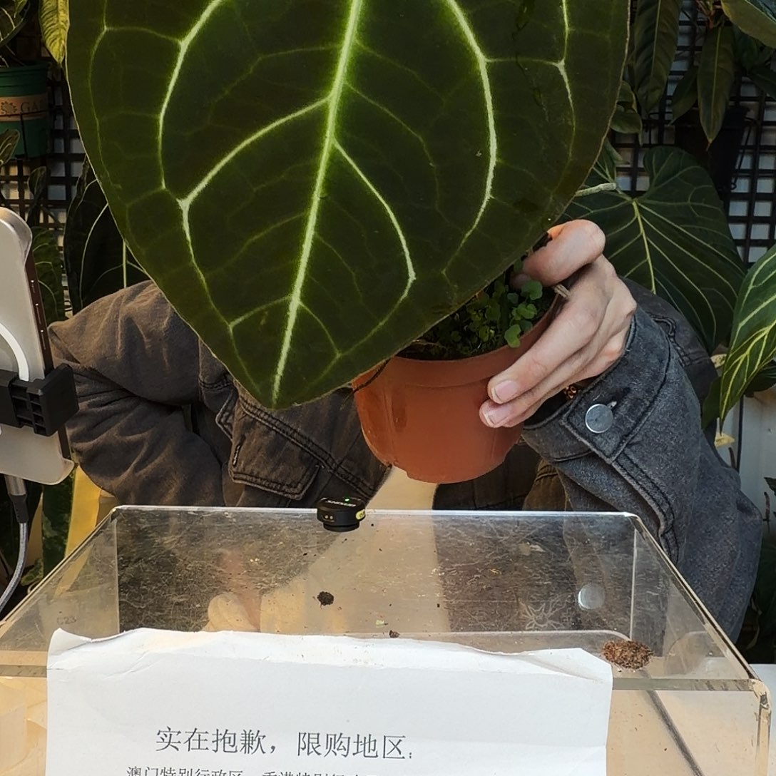 完全开放O166南美贝斯