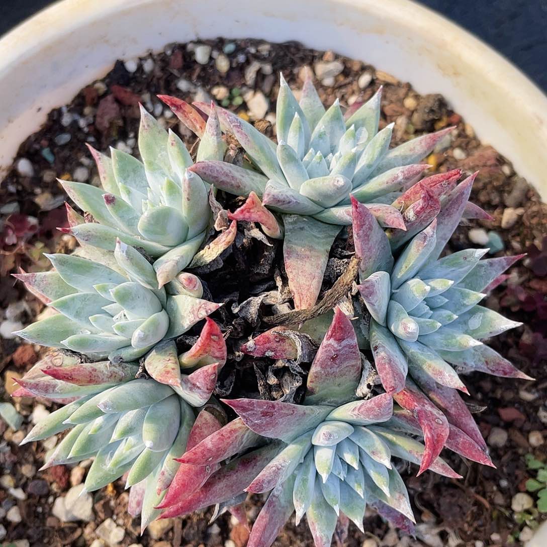 白菊苹果叶老桩0252