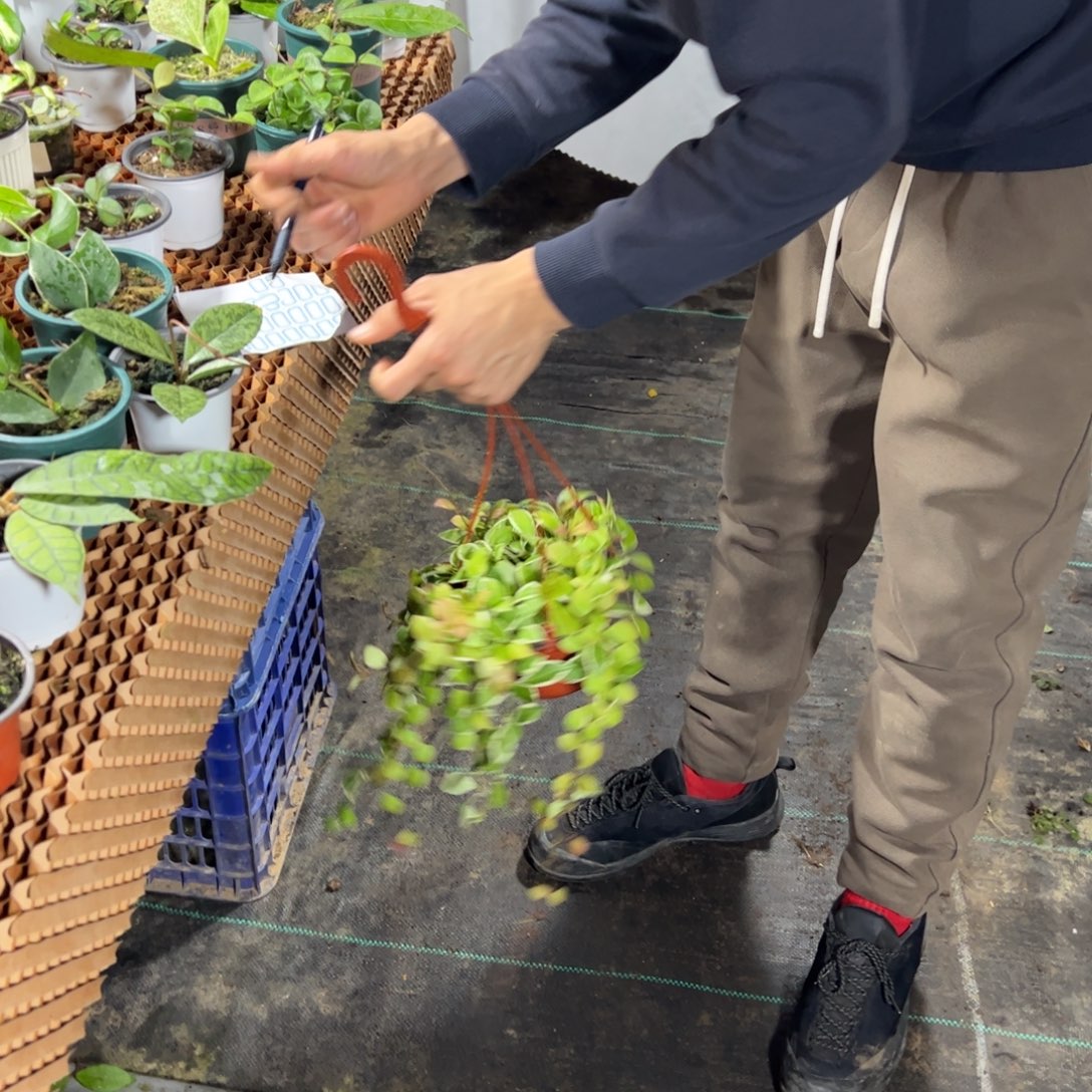 香***姐完全开放休外球兰大苗