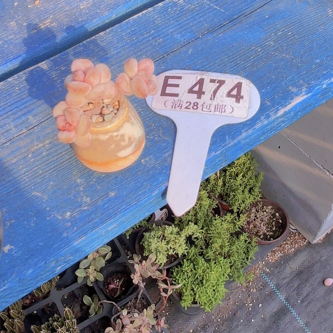 E474阳光玫瑰一物一拍