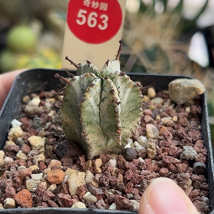 实生白衣魁伟玉群一棵仙人球