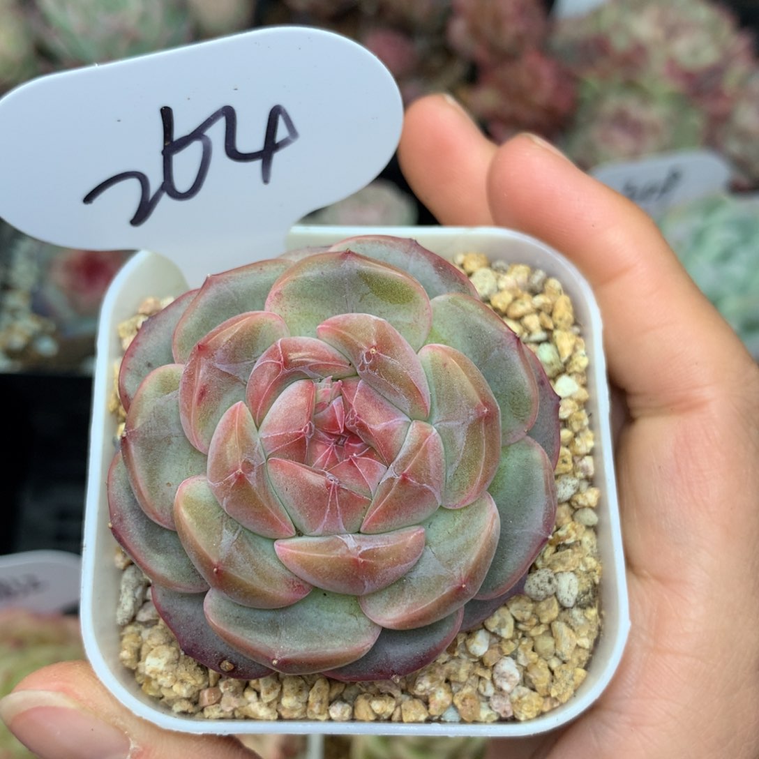 梦岚珍妮单头264