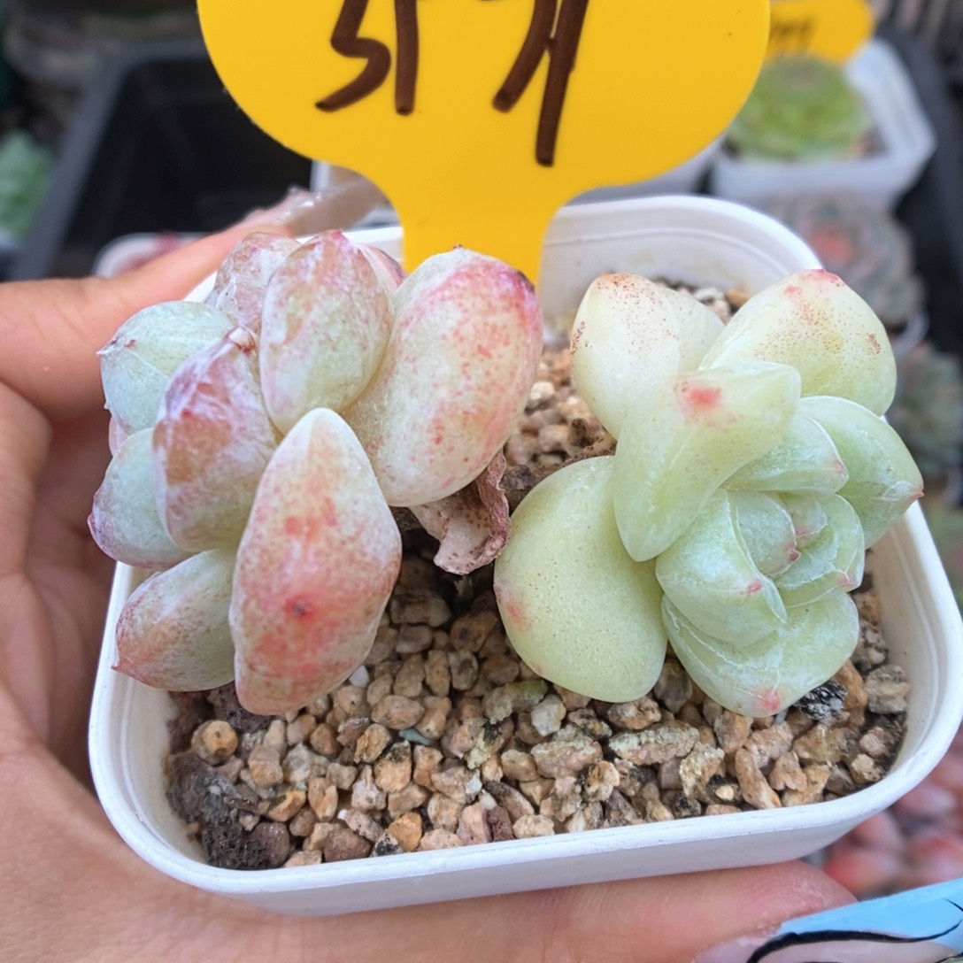 冰玉石化双头3979号