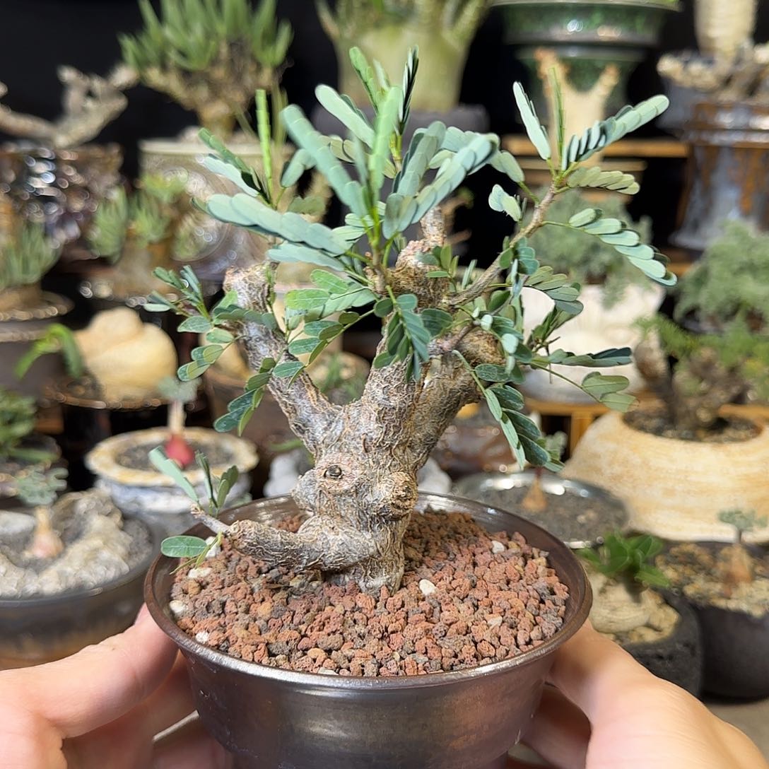 一物一拍沙漠苏木27