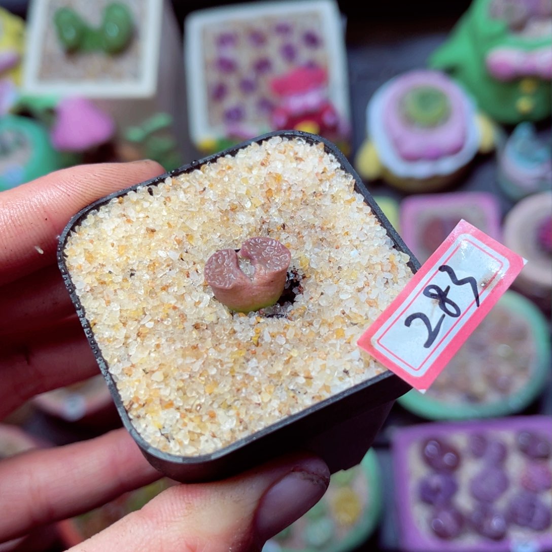 283生石花带盆发