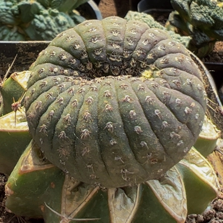 无花朵福利士童缀化703