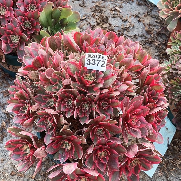 3372 一颗男神法师