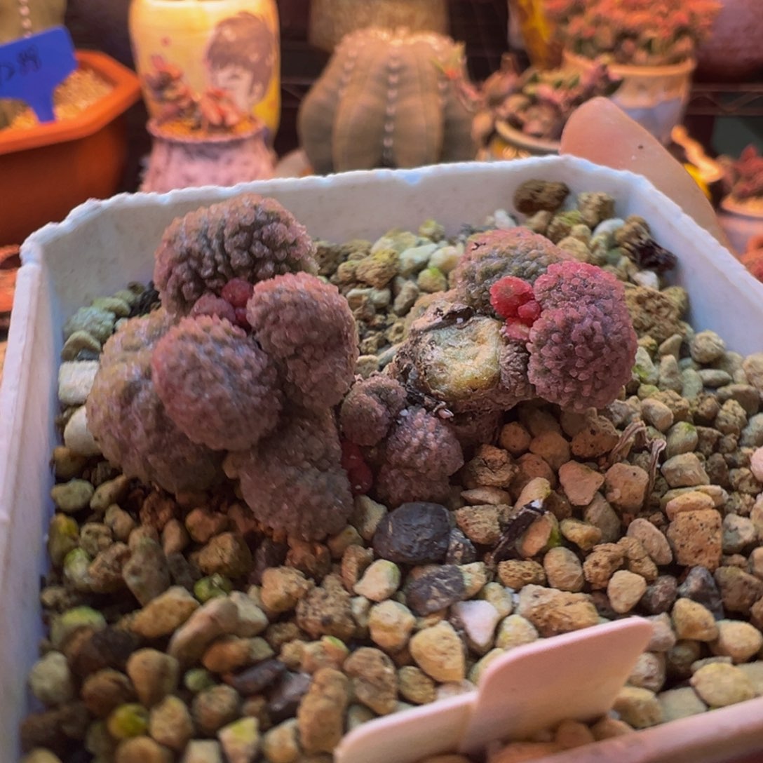 简***单我的小伙伴都在等你回来哦打