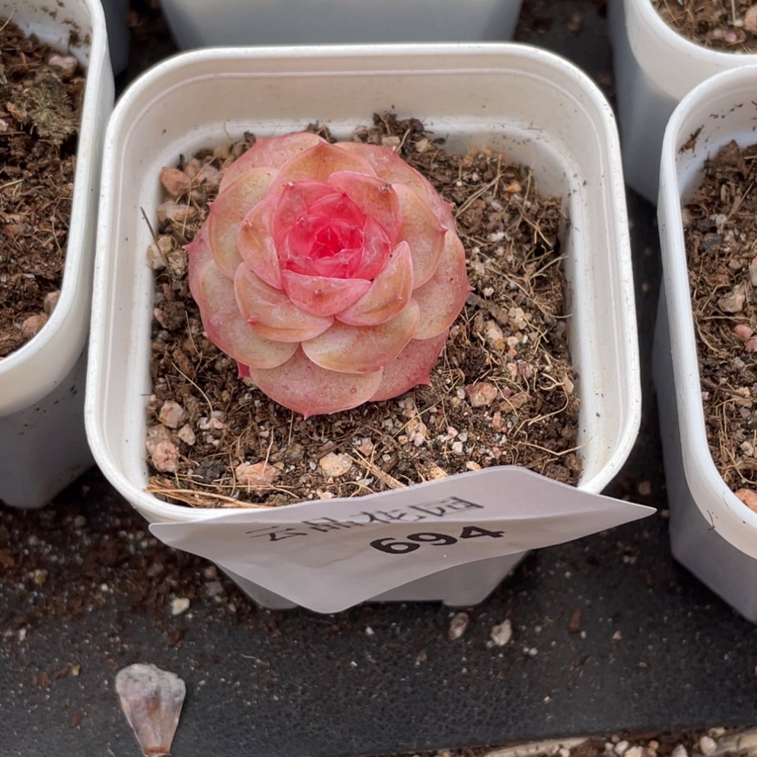 梵***靡694号糖心冰心珍妮