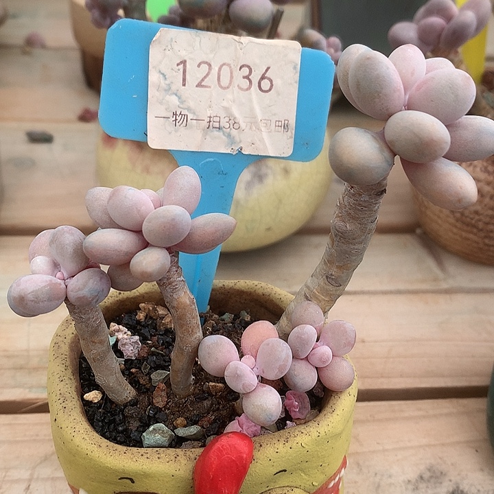 12036，啊五咯哦小雨小雨