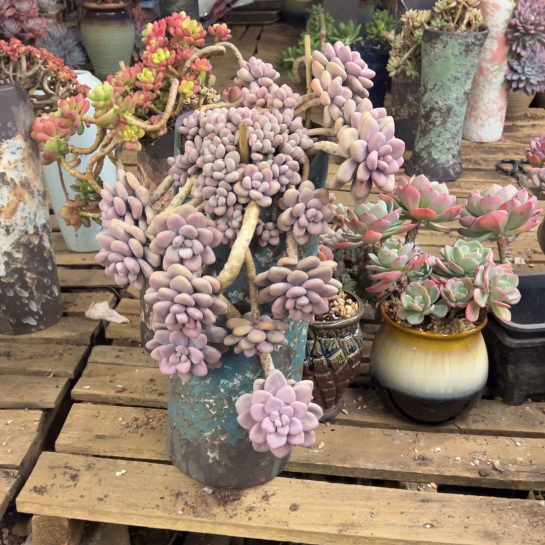 露养老桩脱土裸根桃蛋