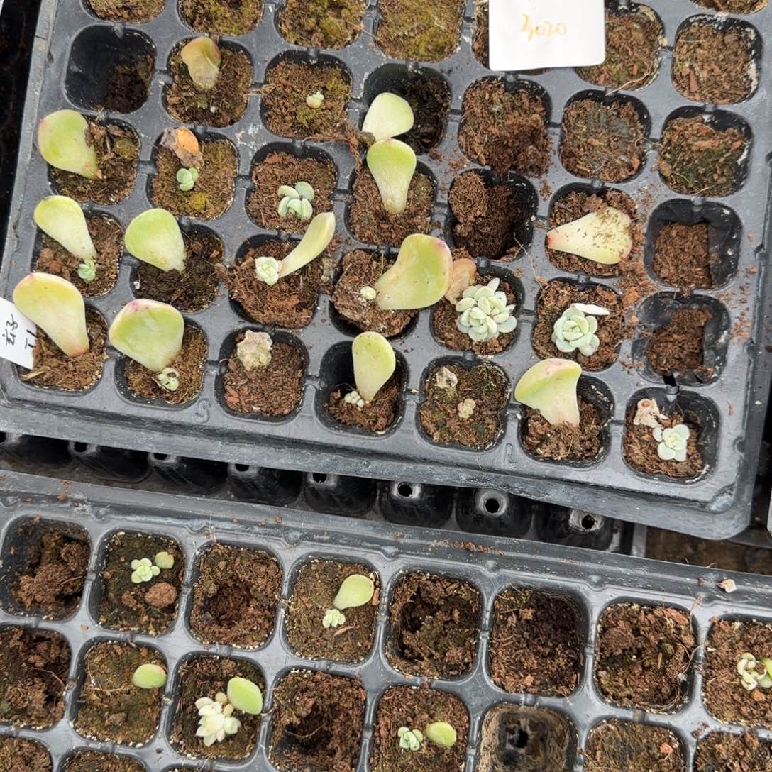 玄子t1号4个穴满25包邮