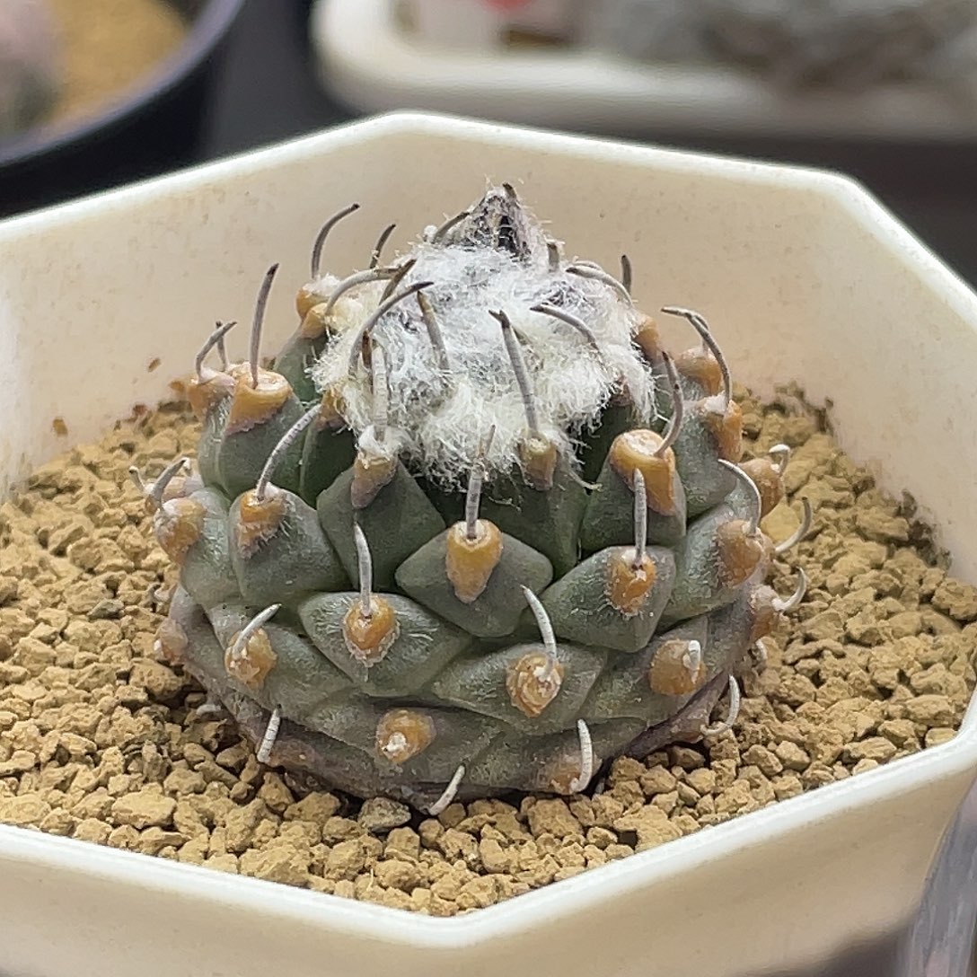 实生黄金焦糖尤遁地安德森老娇丽