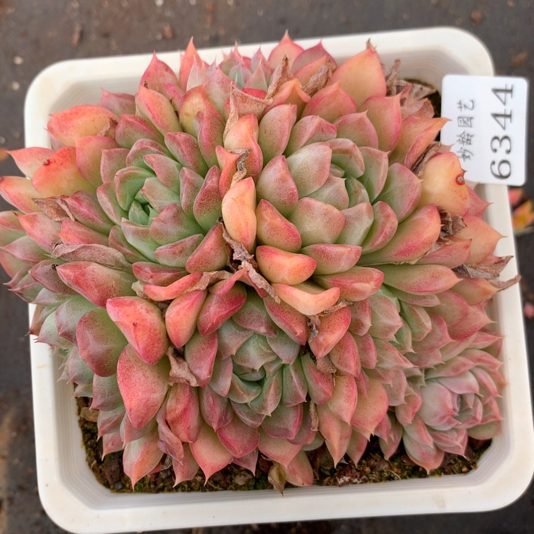 6344散群价杂交多肉植物