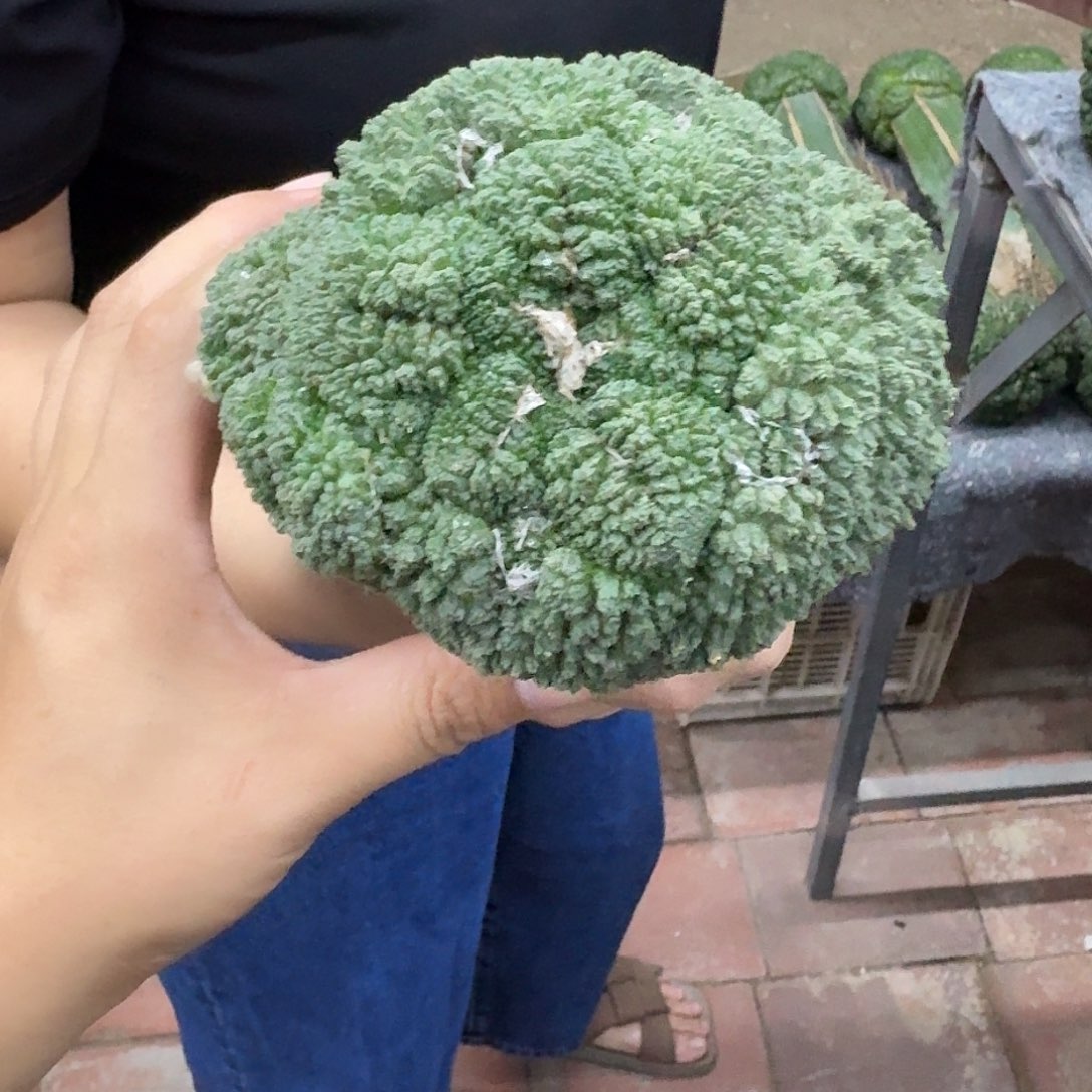 苗接大尤哥斯拉仙人球