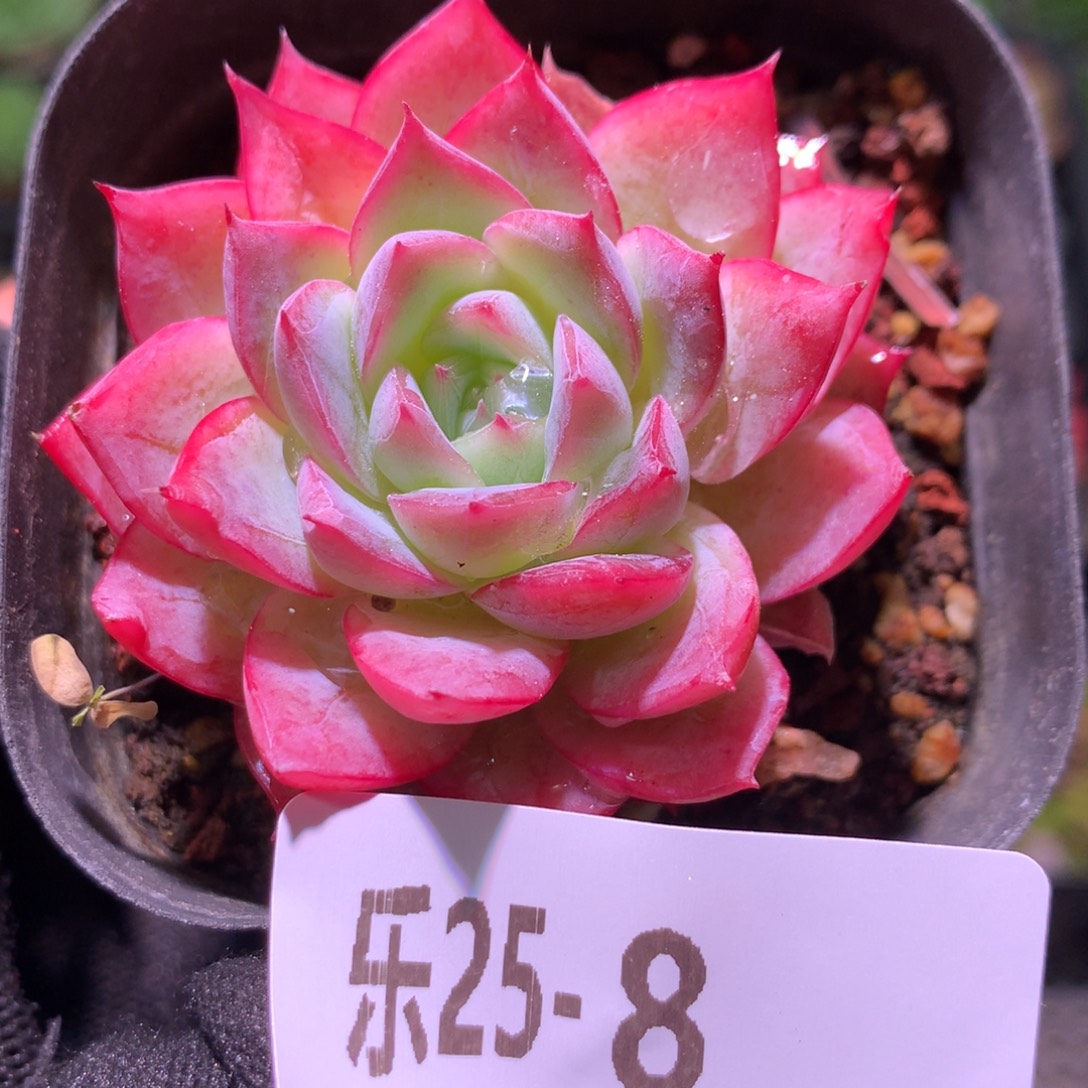 乐然25-8 孤星单头 