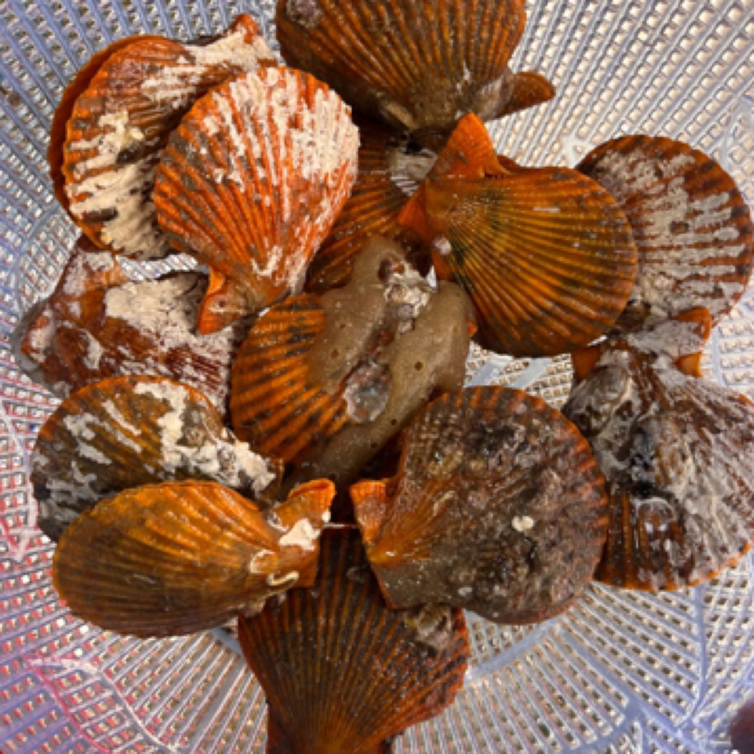 2斤扇贝、到手约1000g