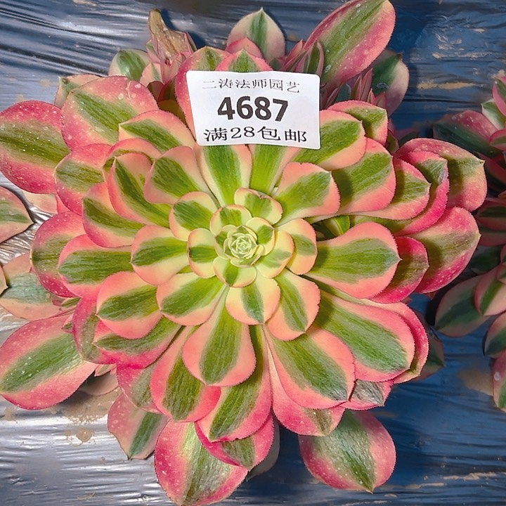 4687粉女巫多肉植物2号