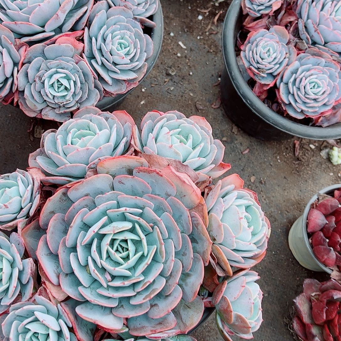 红粉台阁多头群生精品特价