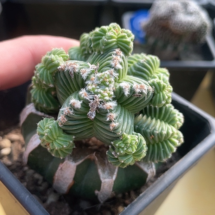 仙人球五星花龙群185