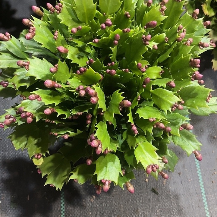 肆***、当前无花栽培后可以开花