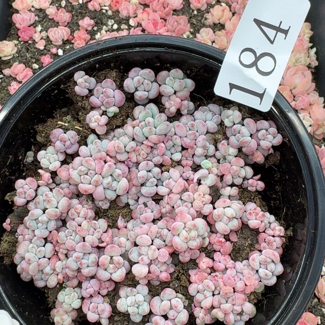 多肉植物多肉植物124