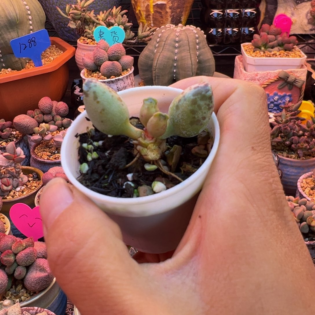 一物一拍，感谢支持