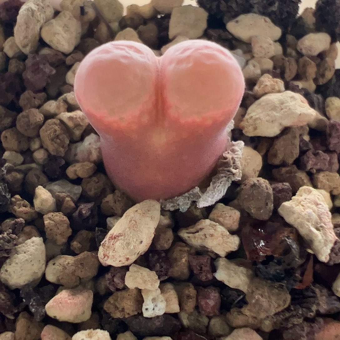 一物一拍黑眼豆豆优选脱土发572