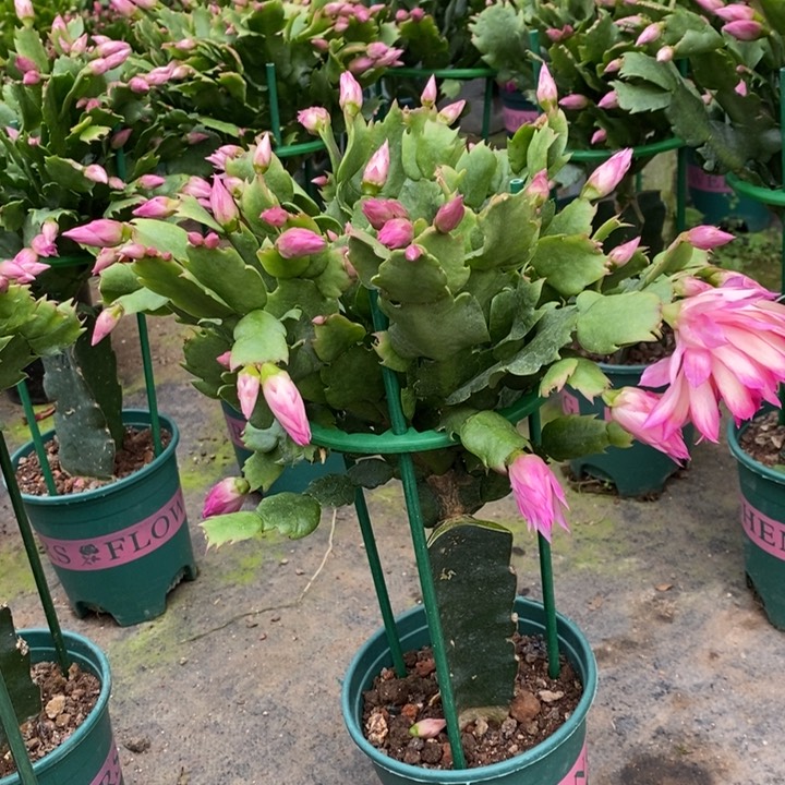 当前无花栽培后可以开花平*902嫁接073