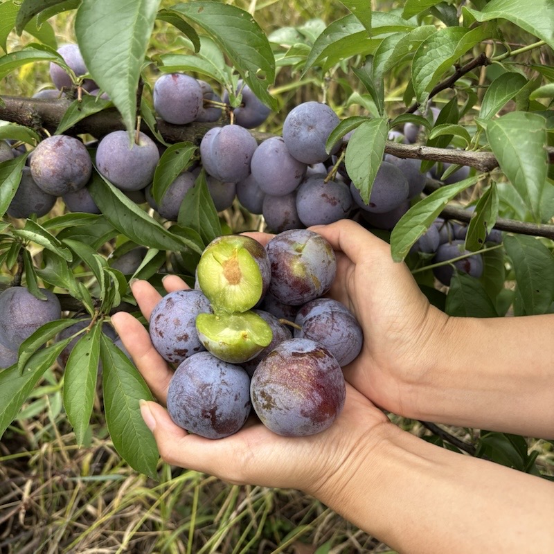 顺丰空运 四川自然成熟钻石李脱骨李3/5斤 脆甜微酸 收到立即冷藏