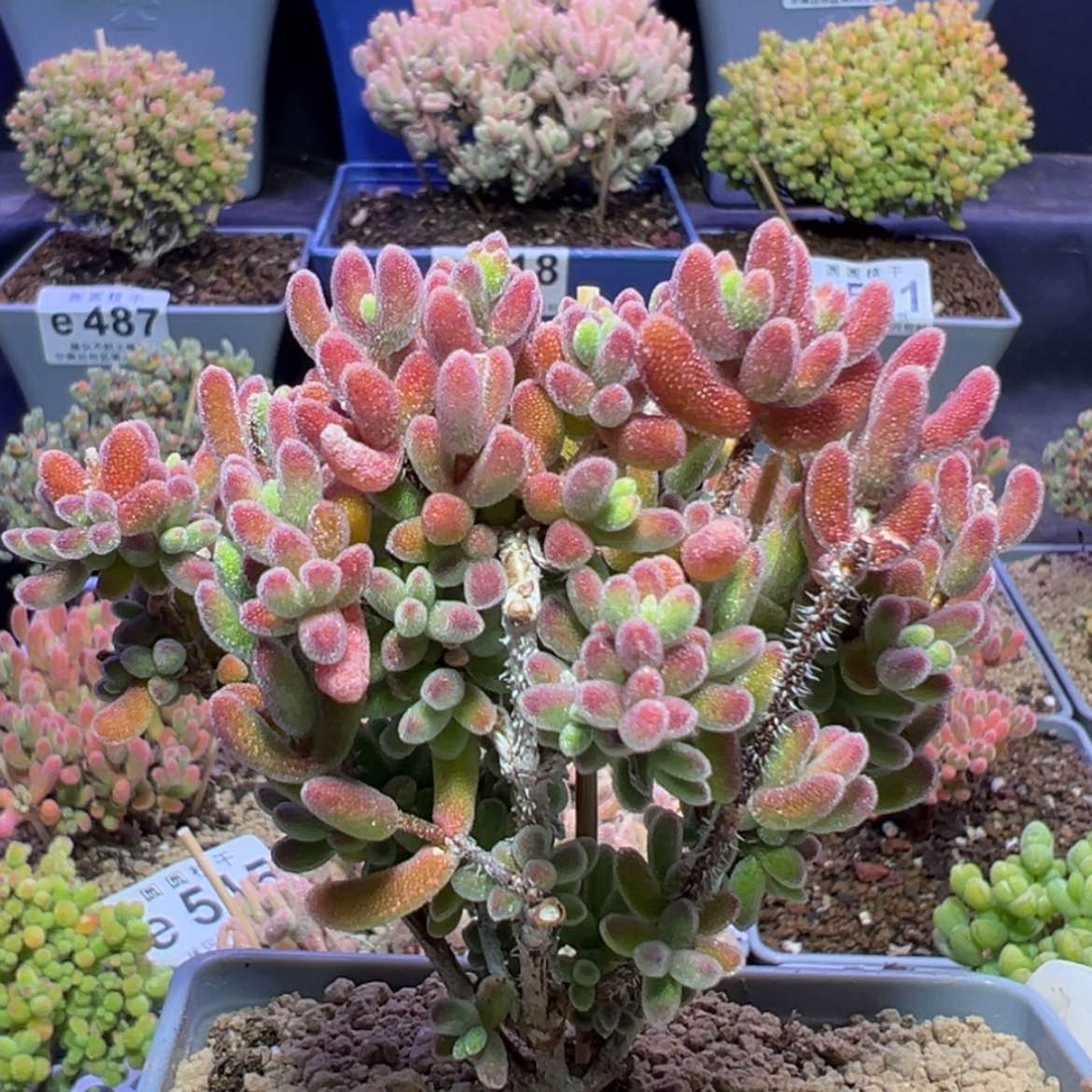 【闪购商品】e527老桩琉璃搬棚福福价