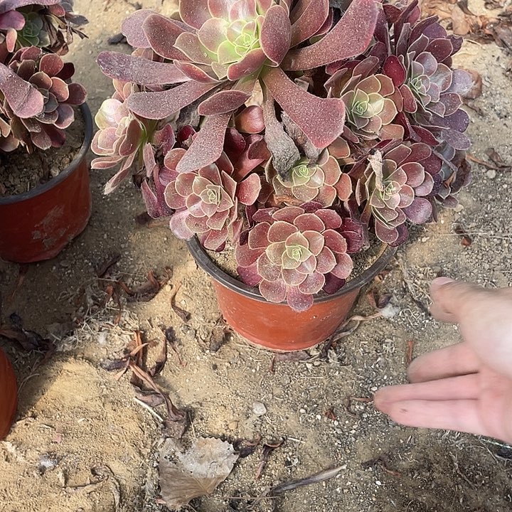 2199欧嘉莉法师多肉断枝不包