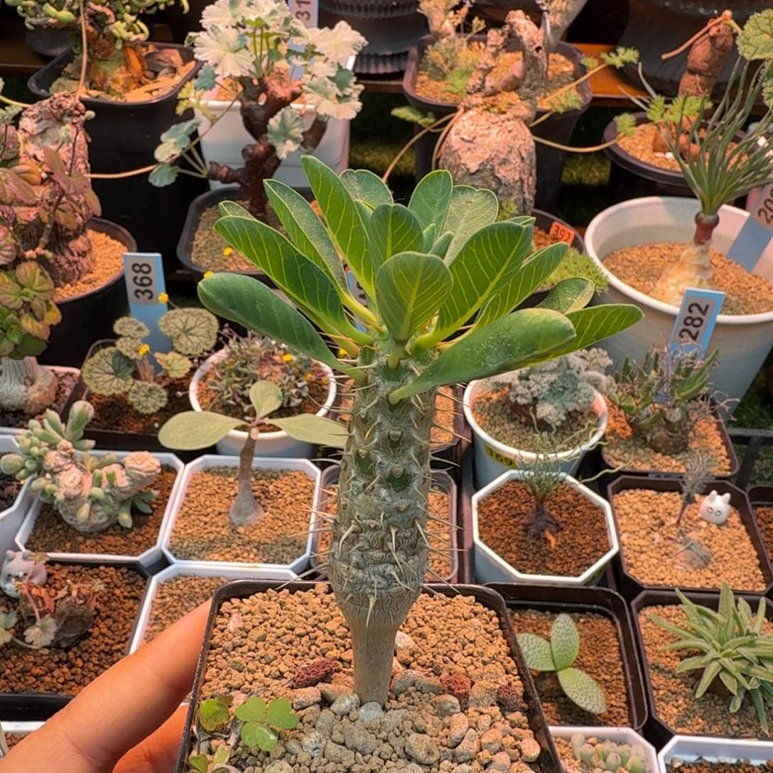 实生鬼栖阁859 仙人掌